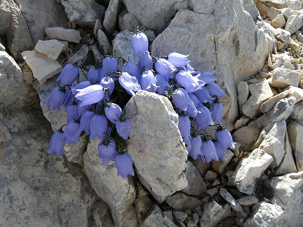 Campanula cochleariifolia